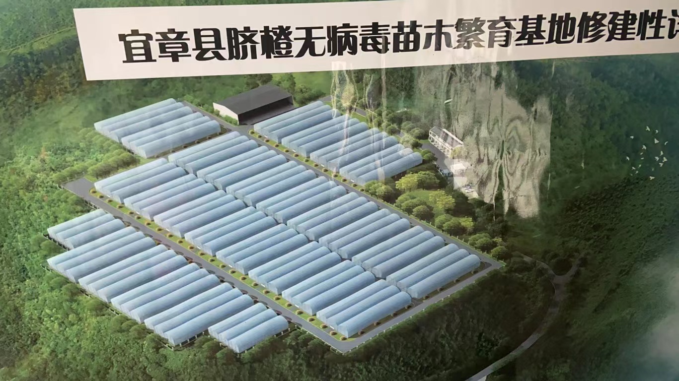 郴州市宜章县28栋30000平方米柑桔无菌育苗连栋大棚-湖南同利棚业承建